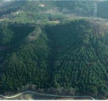 [산림청] 산림청장, 열식간벌 시범사업지 현장방문 관련사진 1 보기