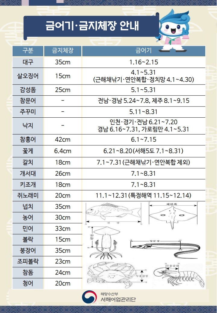 금어기와 금지체장 안내. 대구 35cm, 살오징어 15cm, 감성돔 25cm, 참문어 전남·경남 5.24~7.8, 주꾸미, 낙지, 참홍어 42cm, 꽃게 6.4cm, 갈치 18cm, 개서대 26cm, 키조개 18cm, 쥐노래미 20cm, 넙치 35cm, 농어 30cm, 민어 33cm, 볼락 15cm, 붕장어 35cm, 조피볼락 23cm, 참돔 24cm, 청어 20cm. 해양수산부 서해어업관리단.