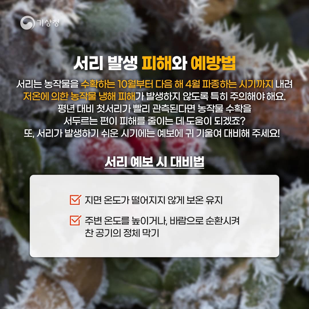 20231025-추운 새벽을 알리는 서리와 얼음-4.jpg